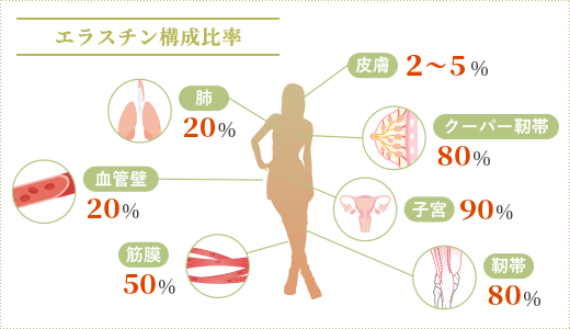 エラスチン構成比率